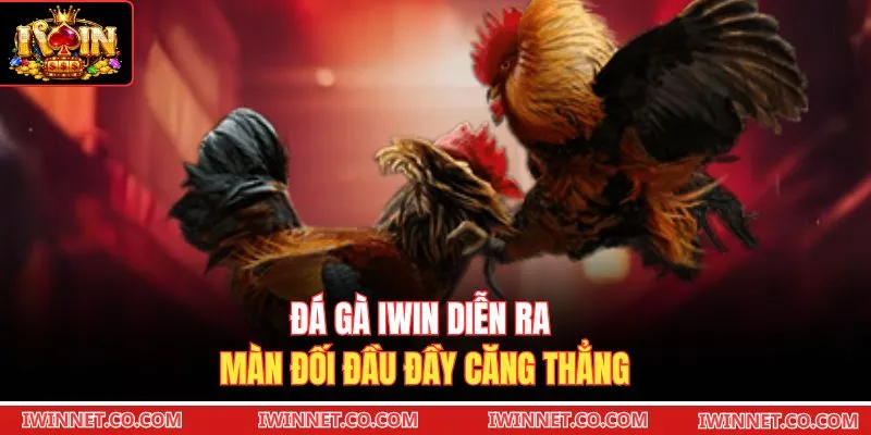 Đá gà Iwin diễn ra màn đối đầu đầy căng thẳng 